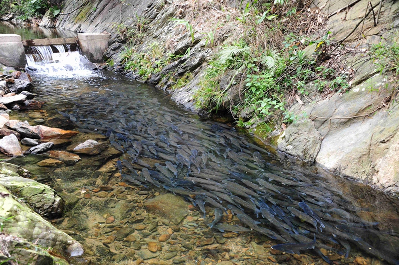 清远大罗山清水鱼养殖基地